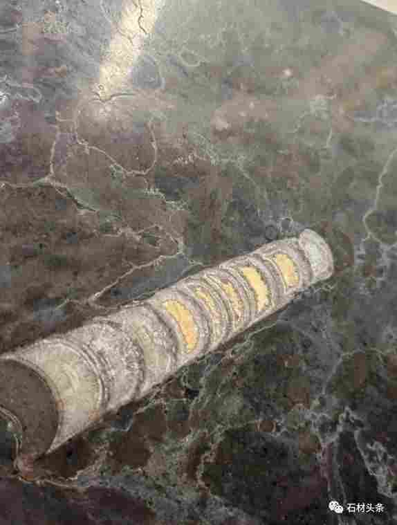 这些石材里面都有化石，原来化石离我们那么近