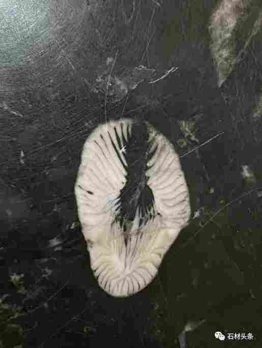 这些石材里面都有化石，原来化石离我们那么近