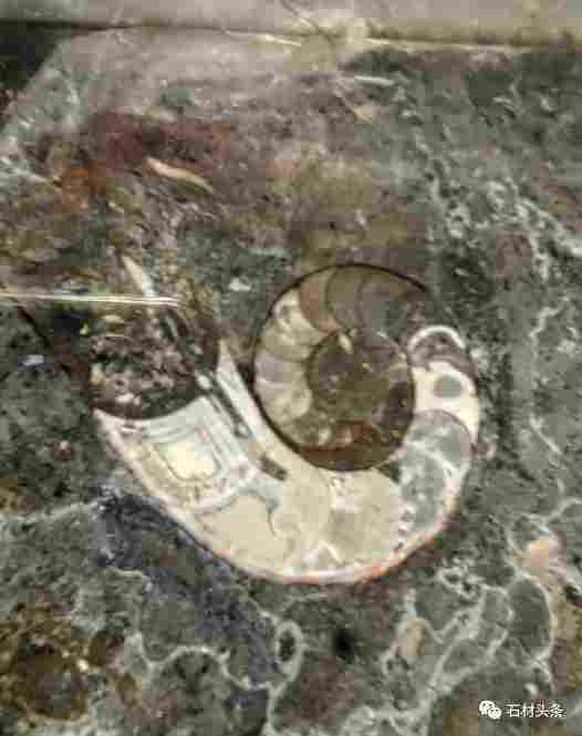 这些石材里面都有化石，原来化石离我们那么近