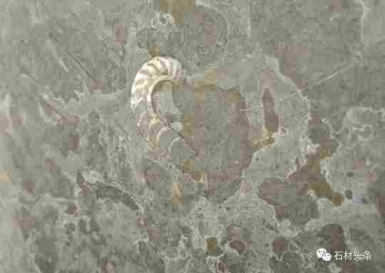 这些石材里面都有化石，原来化石离我们那么近