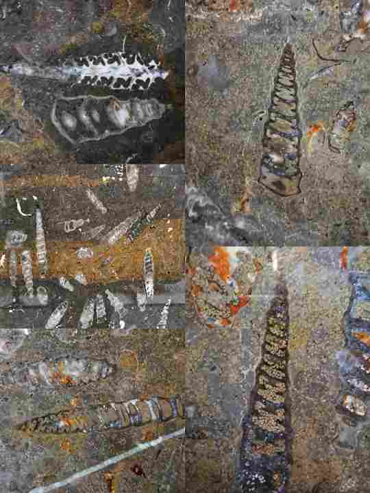 这些石材里面都有化石，原来化石离我们那么近