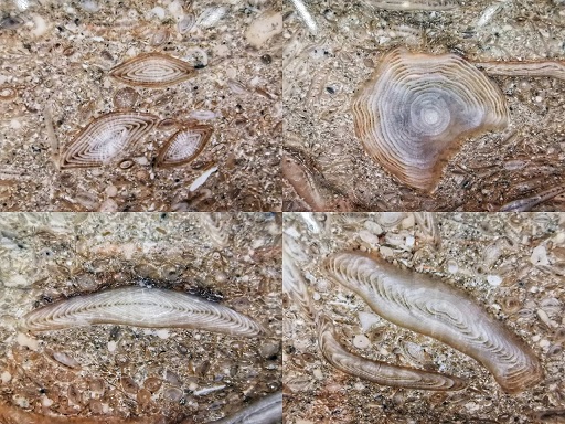 这些石材里面都有化石，原来化石离我们那么近