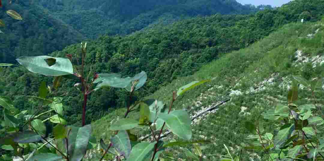 受中央督察组指出问题，岑溪市各矿山全力整改，打造绿色宝山