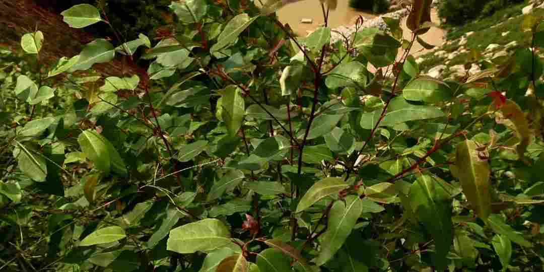 受中央督察组指出问题，岑溪市各矿山全力整改，打造绿色宝山