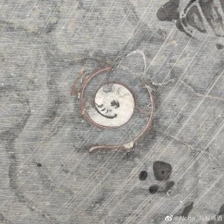 上热搜！一机场厕所大理石洗手台上布满了几亿年前化石